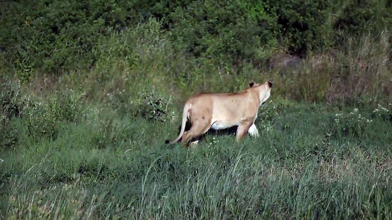 A_lion_going_away