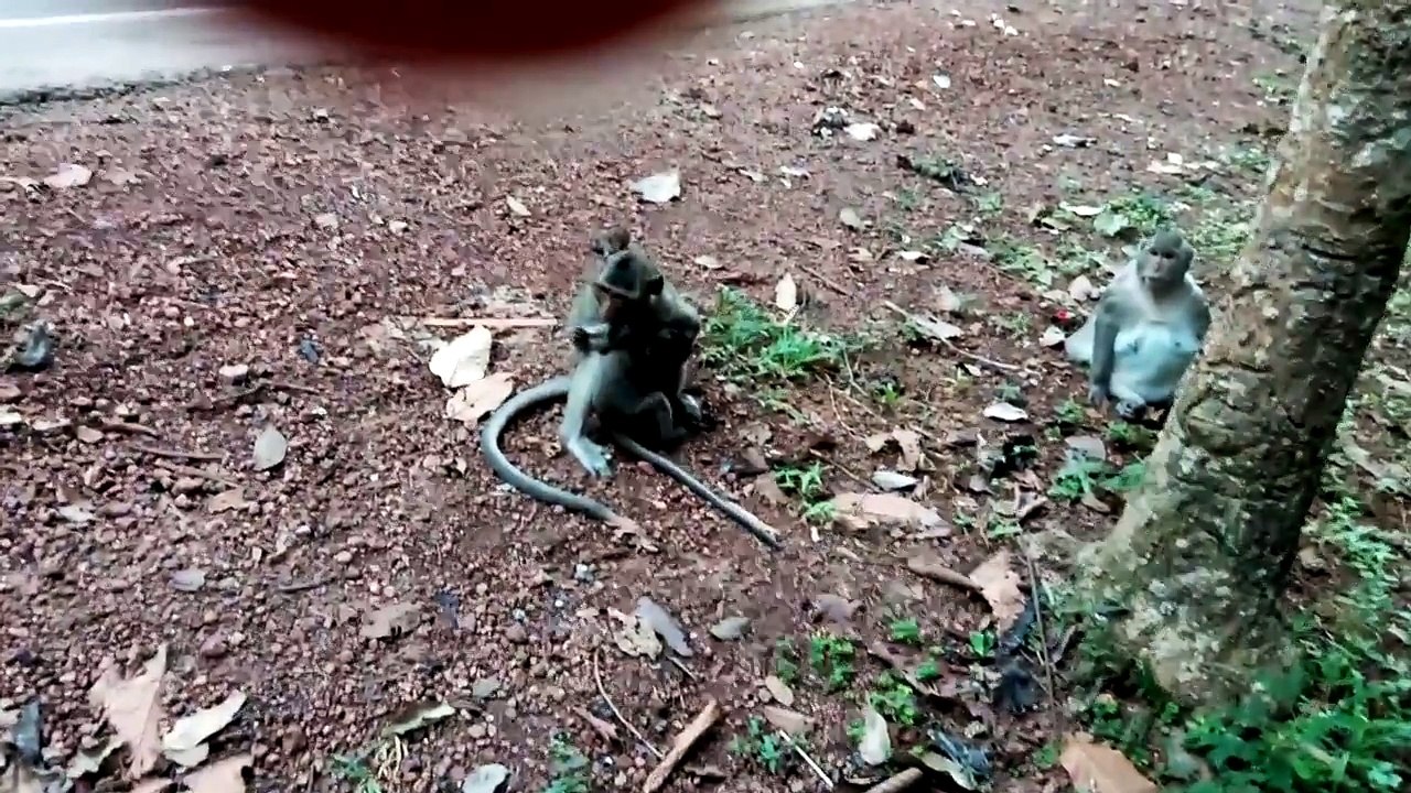 A_lovely_monkey_family_at_Angkor_Wat_Temple___Happy_monkey_family___Mom_and_baby