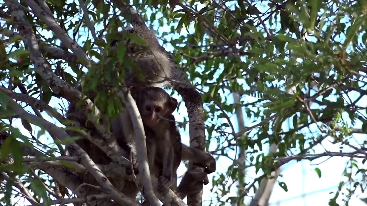 A_troop_of_vervet_monkeys_welcomes_a_brand_new_baby!___#safariLIVE_2