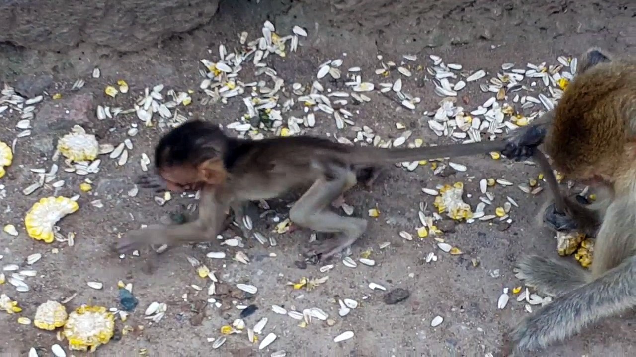 How_a_mother_monkey_controls_her_baby