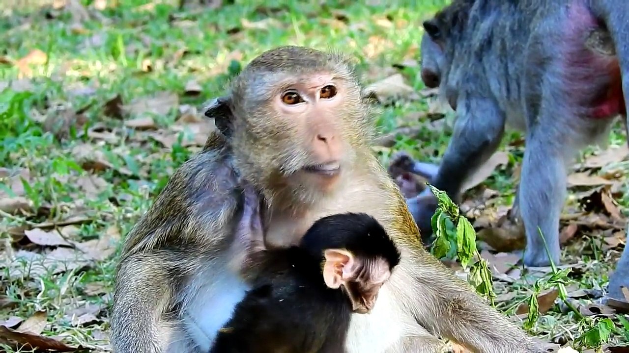 Little_Monkey_try_to_take_banana_from_mommy_to_eat_-_Green_World_#75