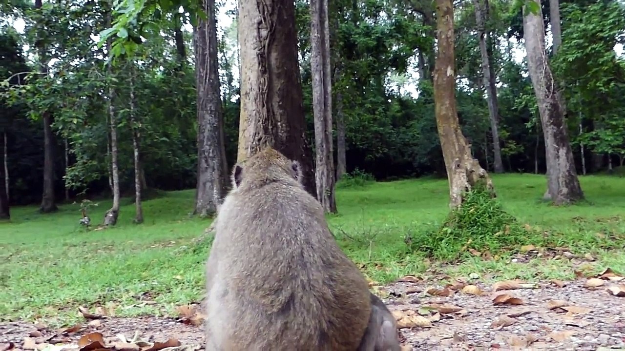 HEY_ALL!_LET_TALK_ABOUT_THIS_BABY_MONKEY_WHAT_YOU_WANT