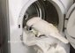 Harley the Cockatoo Helps With Household Chores