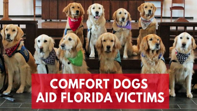 Comfort dogs flock to Florida to offer support to victims of Parkland High School shooting