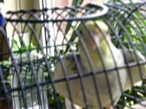 ma pérruche calopsite qui chante