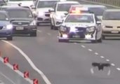 Black Swan Holds Up Peak Hour Traffic on Auckland Motorway