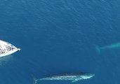 Whale Watching Tour Gets a Visits From Fin Whales in Dana Point