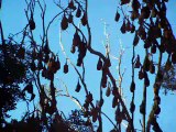 So many Bats hanging on Tree