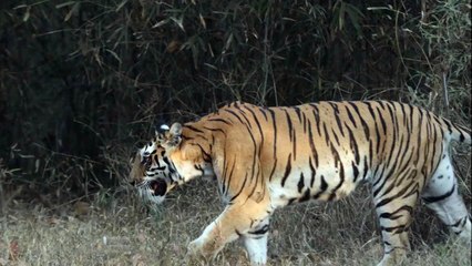 Tiger  female, Kanha National Park, Madhya Pradesh - India