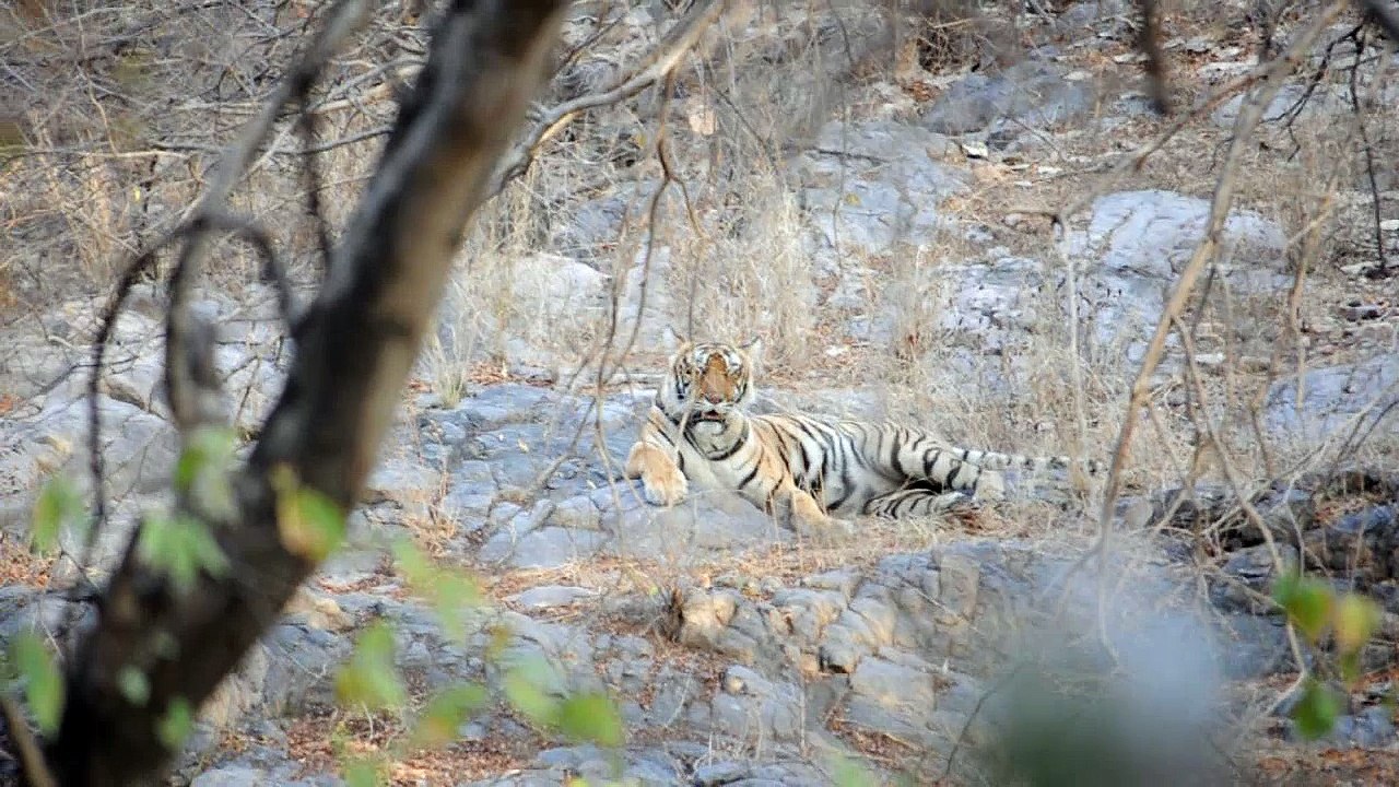 Tiger close view