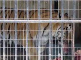 tiger eating - Mysore Zoo, Mysore, India