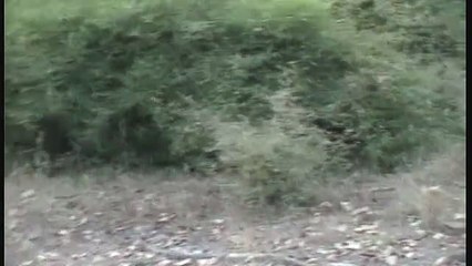 Tiger Sighting, Bandhavgarh, MP, India