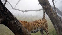 Tiger in ranthambore india