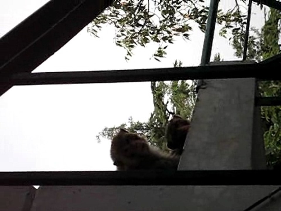 Two Monkeys Cleaning