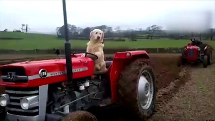 Traktör kullanan köpek