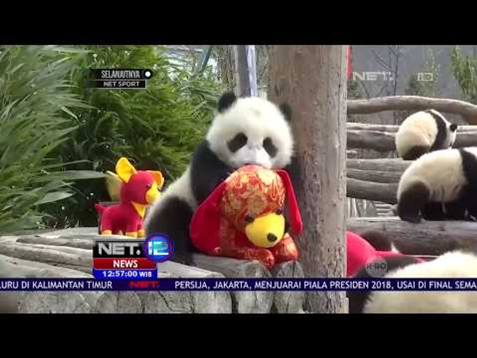 Semarak Imlek, Bayi Panda Dapat Hadiah - NET 12