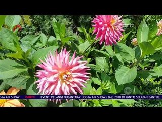 Bunga Dahlia Hiasi Garden By The Bay - NET 12