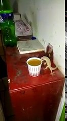 Really you will be shocked after watching this Lizard drinking tea