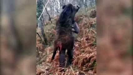 Avladığı domuzu sırtında taşıyan avcı