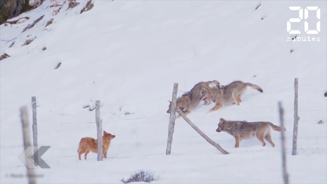 Un chien attaqué par 3 loups ! - Le Rewind du jeudi 22 février 2018