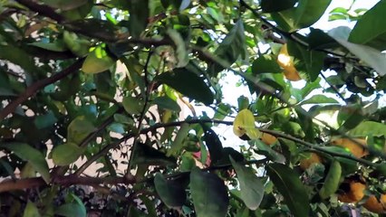 Teen pregnancy talk with my 7 yr old..