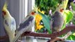 Cockatiel Parrot Bird Sounds - Parrot Videos