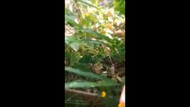 La vidéo fascinante de l'emballage d'un insecte par une araignée