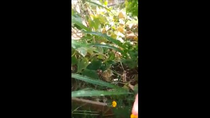 La vidéo fascinante de l'emballage d'un insecte par une araignée