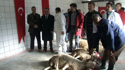 Mehmetçik için 11 kurban kesildi