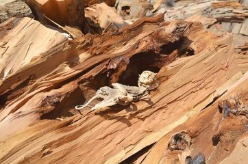 Dinozor Zannettiler Kedi Çıktı! Sivas'ta Bulunan Esrarengiz İskeletin Sırrı Çözüldü