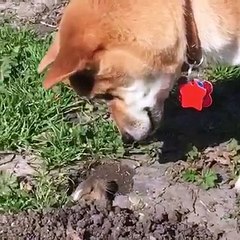 Face-à-face entre un chien et un rongeur