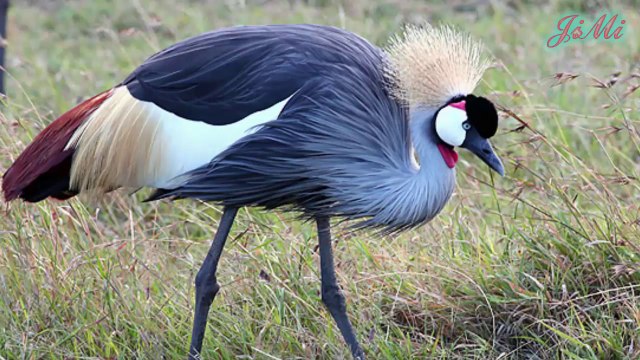 Kỳ lạ loài chim có đỉnh đầu như một bông hoa