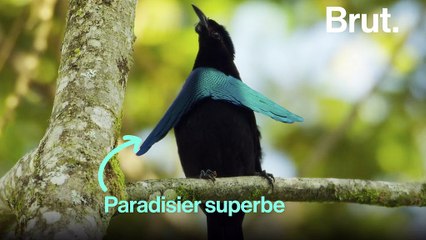 L'étonnante parade nuptiale du paradisier superbe