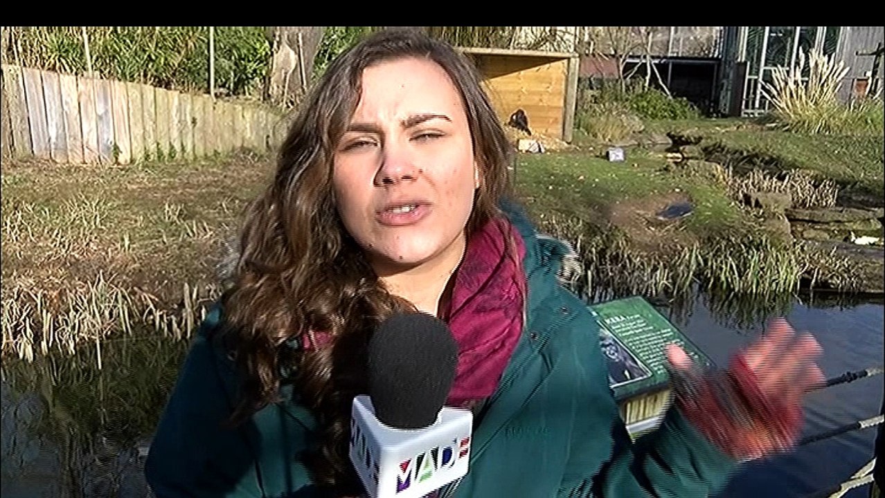 Gorilla Conservation