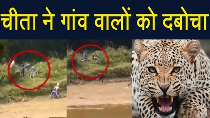Leopard ने जब villagers पर बोला हमला, फिर देखे क्या हुआ | Watch Video | वनइंडिया हिन्दी