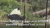 Ciudad de México, hogar de los únicos pandas gigantes fuera de China