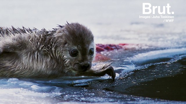 Finlande : comment les hommes tentent de sauver les phoques du lac Saimaa