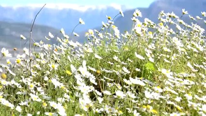 Cemre Havaya Düştü