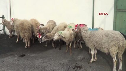 Zonguldak Afrin'deki Mehmetçik İçin 11 Kurban Kesildi- Hd