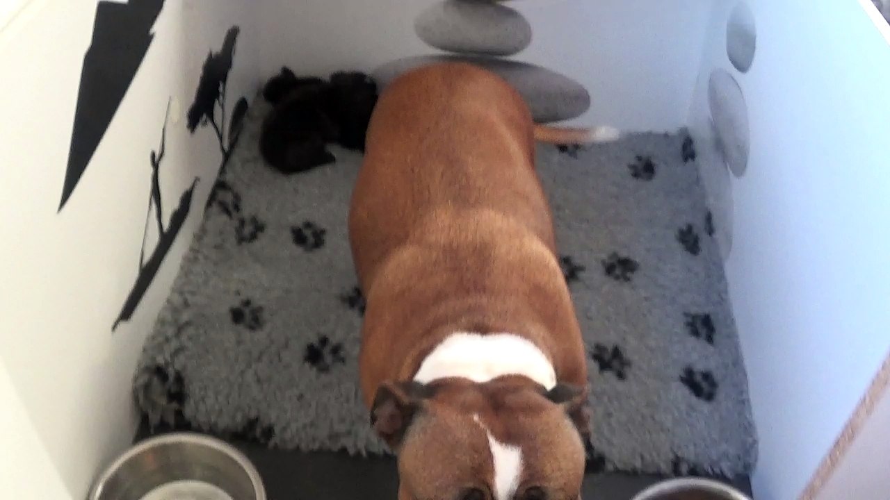 2ème vidéo Staffordshire bull terrier 31ème portée de STAFFORDLAND 25.12.17