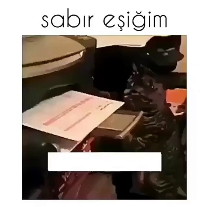 Yazıcıdan  Çıkan Kağıda Sabredemeyen Kedi
