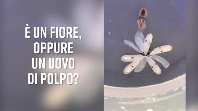 Per fare un polpo ci vuole un... fiore