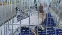 En Güzel Hünkari Güvercinler Manisa'da Yarıştı