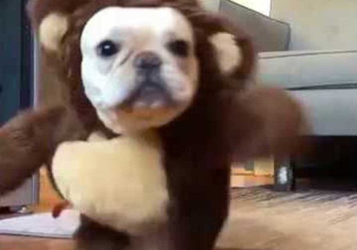 Cute Puppy Looking for His Valentine