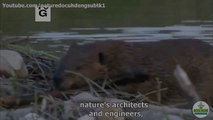 Animal Planet (Animals That Are Awesome Architects) -  Rodents constructed their homes - The beaver