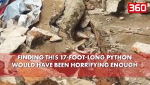 Pamje të tmerrshme/Gjarpri gjigand nxjerr nga barku një aligator pasi... (360video)