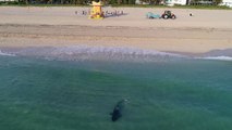 Un drone filme un requin au milieu des nageurs (Miami)