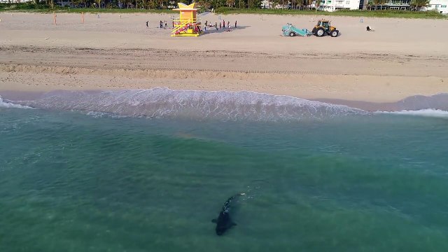 Un drone filme un requin au milieu des nageurs (Miami)