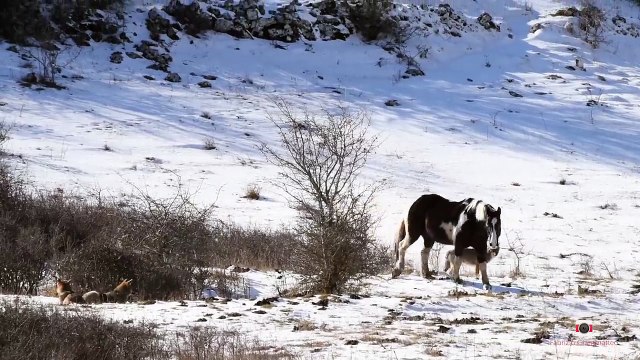 Ce cheval se roule dans la neige au milieu des loups !