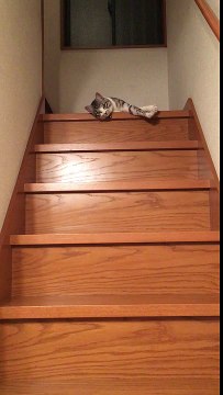 Chat le plus paresseux du monde : il glisse dans les escaliers pour descendre les marches !